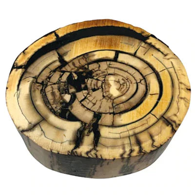 Mammoth Ivory Tusk