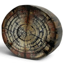 Mammoth Tusk Ivory Crosscut Round- .88" x 3.0" x 3.5"- Raffir® Fossils- MTI52