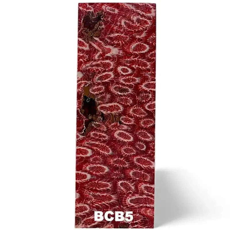 Brain Coral- RED- Raffir® FossilHobbies & Creative Arts.26" x 1.6" x 4.7"- BCB5 (single)