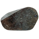 Dino Bone Large Block- Stabilized by Raffir®Hobbies & Creative Arts