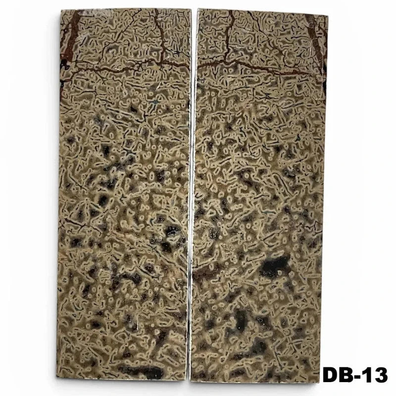 Dino Bone- Stabilized by Raffir®- ~1/4
