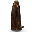 Giant Deer Antler- IRISH ELK- Stabilized- Raffir® Fossils - Maker Material Supply