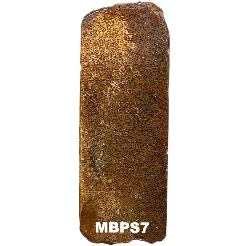 Mammoth Bone Slab- PREMIUM- Stabilized- Raffir® Fossils - Maker Material Supply
