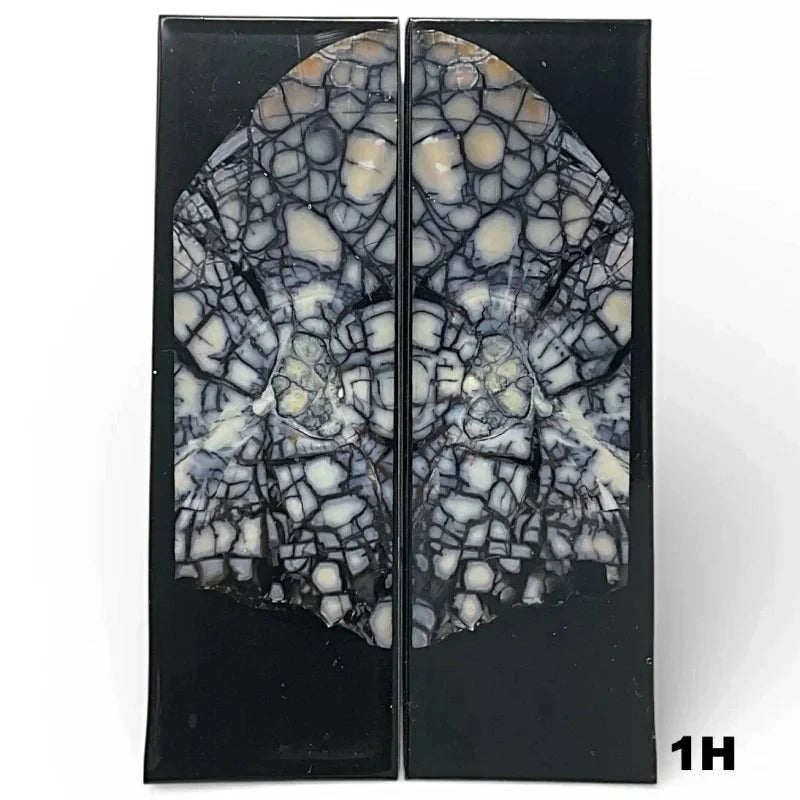 Mammoth Ivory Tusk- HYBRID CROSSCUT w Black Resin- by Raffir®Hobbies & Creative Arts.27" x 1.5" x 4.8"- 1H