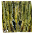 Mammoth Molar Jewelry Sets- 1/8" x 0.9" x 1.8"- LIGHT GREEN- Raffir® Fossils - Maker Material Supply