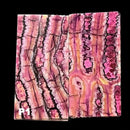 Mammoth Molar Jewelry Sets- 1/8" x 0.9" x 1.8"- PINK- Raffir® Fossils - Maker Material Supply