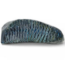 Mammoth Molar Large Tooth- BLUE- Raffir® Fossils- MMLT1 - Maker Material Supply