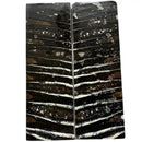 Mammoth Molar Scales- BLACK- .24" x 1.6" x 4.8"- Raffir® Fossils- MS16 - Maker Material Supply