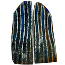 Mammoth Molar Scales- BLUE- .18" x 1.4" x 4.5"- Raffir® Fossils- MMS10 - Maker Material Supply