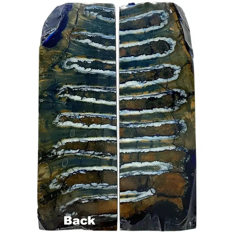 Mammoth Molar Scales- BLUE- .23" x 1.6" x 4.8"- Raffir® Fossils- MMS13 - Maker Material Supply