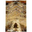 Mammoth Molar Small Sets- 1/8" x 1" x 3"- NATURAL- Raffir® Fossils - Maker Material Supply