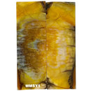 Mammoth Molar Small Sets- 1/8" x 1" x 3"- YELLOW- Raffir® Fossils - Maker Material Supply