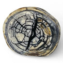 Mammoth Tusk Ivory Crosscut Round- 1.0" x 3.1" x 3.8"- Raffir® Fossils- MTIR2 - Maker Material Supply