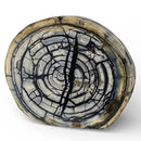 Mammoth Tusk Ivory Crosscut Round- 1.1" x 3.2" x 3.8"- Raffir® Fossils- MTIR1 - Maker Material Supply