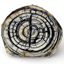 Mammoth Tusk Ivory Crosscut Round- 1/4" x 3" x 3.7"- Raffir® Fossils- MTD1Hobbies & Creative Arts