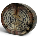 Mammoth Tusk Ivory Crosscut Round- .88" x 3.0" x 3.5"- Raffir® Fossils- MTI52 - Maker Material Supply