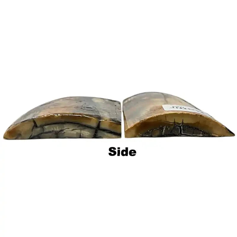 Mammoth Tusk Ivory Scales- .28-.41" x 1.55" x 3.1"- Raffir® Fossils- MT56 - Maker Material Supply
