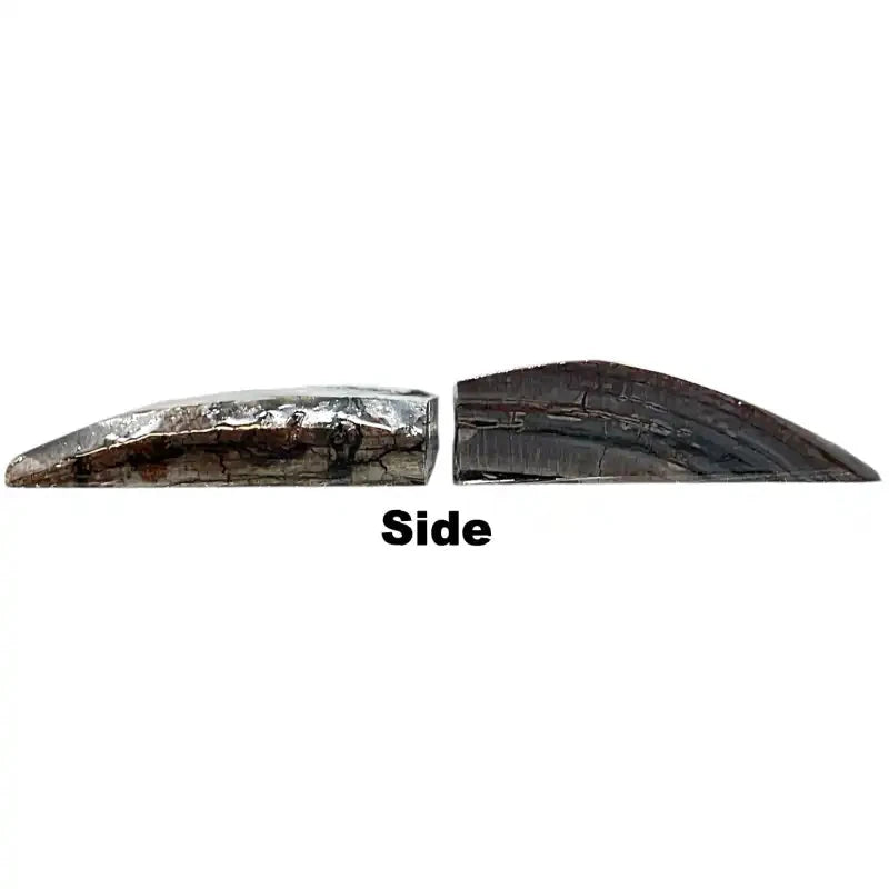 Mammoth Tusk Ivory Scales- .31-.49" x 1.6" x 3.1"- Raffir® Fossils- MT60 - Maker Material Supply