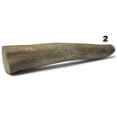Moose Antler Tips - Maker Material Supply