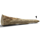 Moose Antler Tips - Maker Material Supply