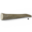 Moose Antler Tips - Maker Material Supply
