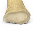 Moose Antler Tips - Maker Material Supply