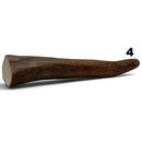 Moose Antler Tips - Maker Material Supply