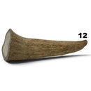 Moose Antler Tips - Maker Material Supply