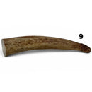 Moose Antler Tips - Maker Material Supply