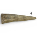 Moose Antler Tips - Maker Material Supply