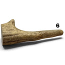 Moose Antler Tips - Maker Material Supply