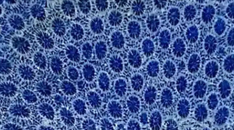 Raffir® Fossil Brain Coral- BLUE - Maker Material Supply