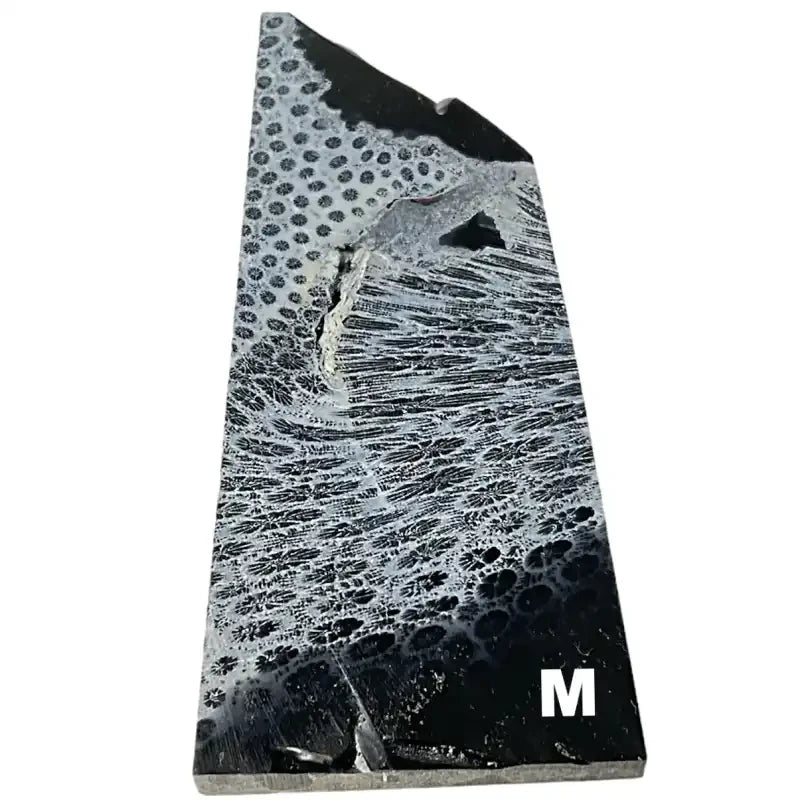 Raffir® Fossil Brain Coral- BLACK - Maker Material Supply