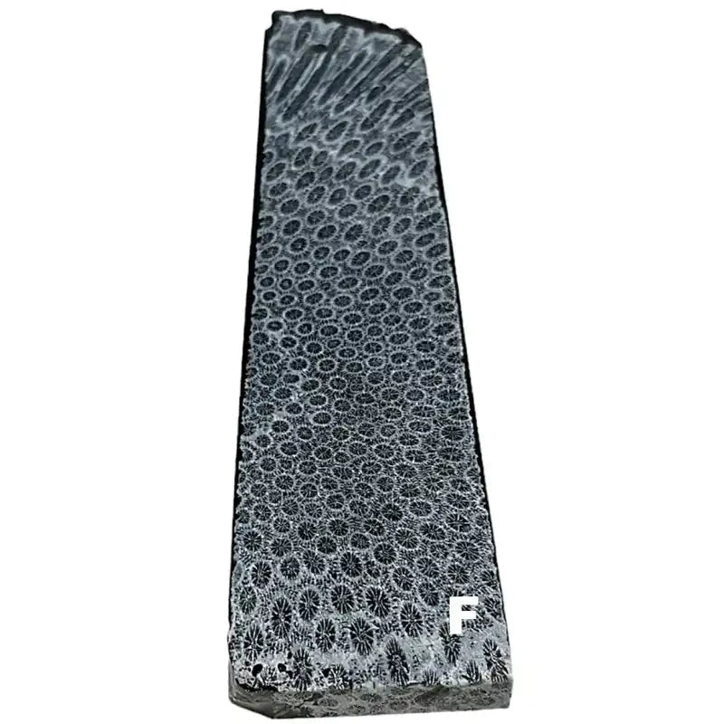 Raffir® Fossil Brain Coral- BLACK - Maker Material Supply