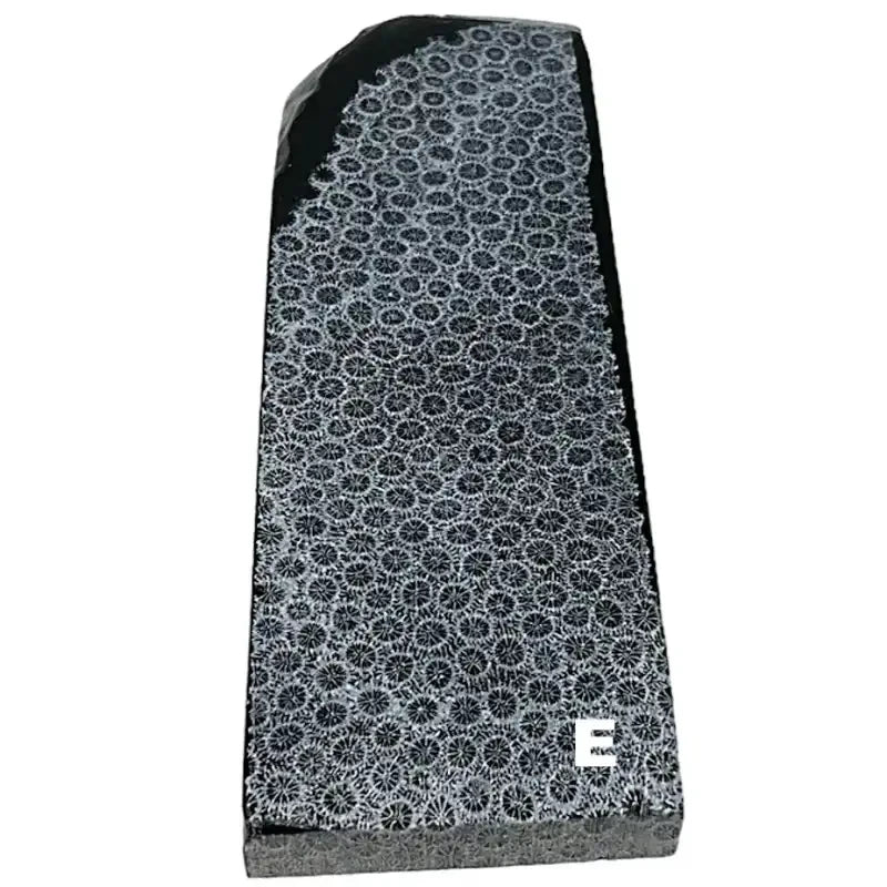 Raffir® Fossil Brain Coral- BLACK - Maker Material Supply