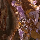 Raffir® Mammoth Fusion- PURPLE- Mammoth Ivory - Maker Material Supply